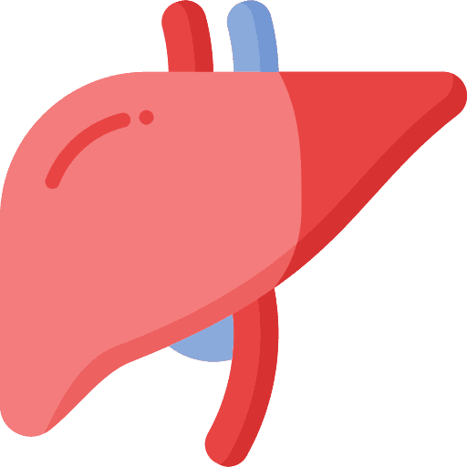 Liver
